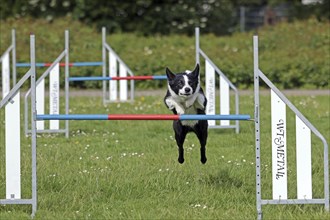 Border Collie, Agalität