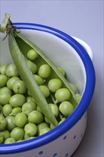 Fresh green peas and pea pod in pot, Pisum sativum