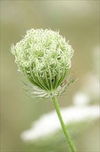 Wild carrot, summer, Germany, Europe