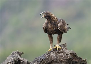 Golden eagle (Aquila chrysaetos), perch, tree stump, call, Extremadura, Spain, Europe