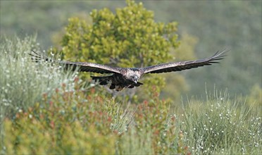 Golden eagle (Aquila chrysaetos) approaching, early morning light, Extremadura, Spain, Europe