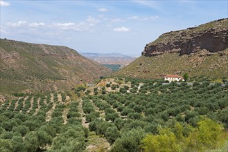 A peaceful valley with a wide olive grove, surrounded by mountains, under a clear blue sky, Gor