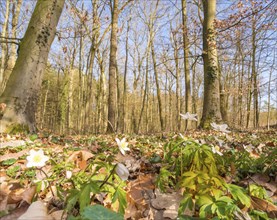 Wood anemone (Anemonoides nemorosa) (syn.: Anemone nemorosa) blooming white between autumn leaves