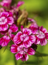 Close-up of pink-white flowers of the sweet william (Dianthus barbatus) against a blurred green