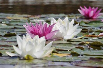 Picturesque water lily pond, June, Germany, Europe