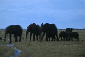 African forest elephants (Loxodonta cyclotis), blue hour, blue hour, Loango National Park, Parc