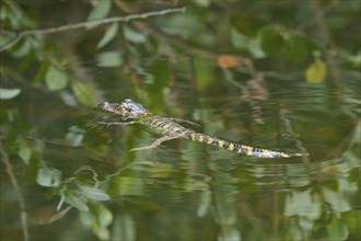 American baby alligator (Alligator mississippiensis), in the water, spring, Shark valley,