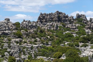 Dense rock formations with green vegetation, above a blue sky with scattered clouds, karst