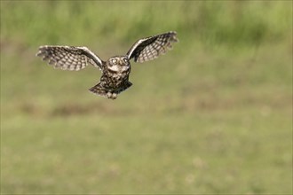 Little owl (Athene noctua), flying, Emsland, Lower Saxony, Germany, Europe