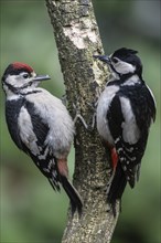 Great spotted woodpecker (Dendrocopos major), adult bird feeding young, Emsland, Lower Saxony,