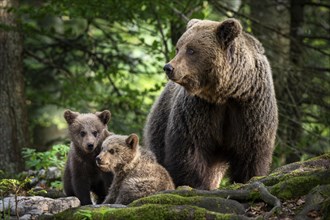 European brown bear (Ursus arctos arctos), mother with two cubs, Slovenia, Europe