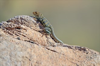 Common collared lizard (Crotaphytus collaris), adult, on rocks, foraging, warming up, sunbathing,