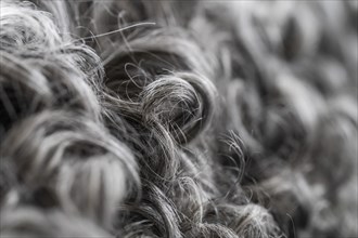 Black and white curly lambskin, close-up, Gotland sheep, Gotland Island, Sweden, Europe