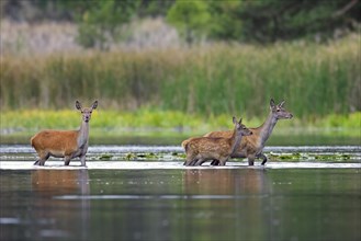 Red deer (Cervus elaphus) two hinds with calf, juvenile crossing lake at forest's edge in autumn,