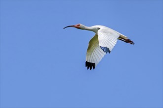 American white ibis (Eudocimus albus, Scolopax alba) adult in flight against blue sky, native to