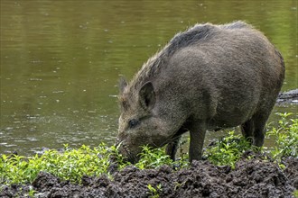 Wild boar (Sus scrofa) sow foraging by digging its snout in the mud on muddy river bank, riverbank