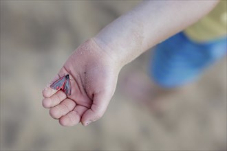 Blood bear butterfly on the hand of a child, North Sea island of Borkum, 18.05.2024