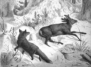 Fox sneaking up on a dead roebuck in winter, looking for food, illustration from 1880, historical,