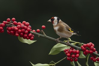 European goldfinch (Carduelis carduelis) adult bird on a Holly tree branch with red berries in