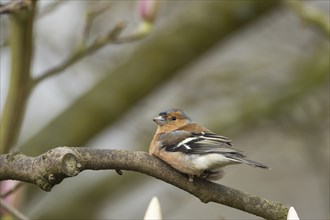 Eurasian chaffinch (Fringilla coelebs) adult male bird on a tree branch, England, United Kingdom,