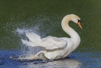 Mute swan (Cygnus olor), Germany, Europe