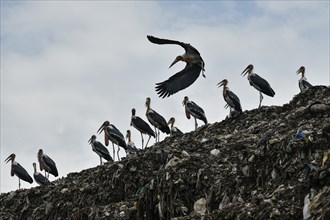 Greater Adjutant Stork (Leptoptilos dubius) at a largest disposal site. The greater adjutant stork