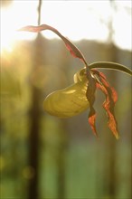 Close-up of lady's-slipper orchid (Cypripedium calceolus) in a forest in spring, Bavaria, Germany,