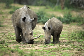 White rhino, white rhino (Ceratotherium simum), adult female feeding with young, foraging, two