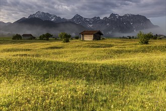 Flower meadow in the morning light in front of steep mountains, cloudy mood, mountain flowers,