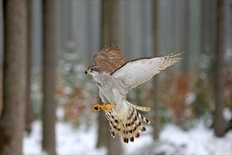 Goshawk (Accipiter gentilis), adult in winter, in the snow, flying, landing on a wait, Zdarske