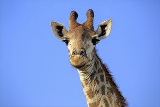 Cape giraffe (Giraffa camelopardalis giraffa), adult, alert, portrait, Hluhluwe Umfolozi National