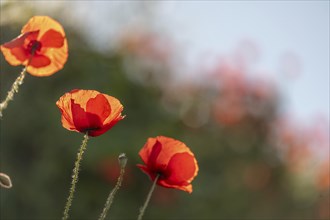 Red poppies blooming in spring. Kaiserstuhl, Emmendingen, Freiburg im Breisgau, Baden-Württemberg,