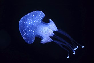 Bioluminescent Jellyfish Phyllorhiza punctata white-spotted jellyfish aka floating bell, Australian