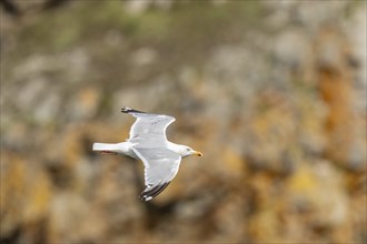 Herringgull (Larus argentatus) flies along the cliffs. Camaret, Crozon, Finistere, Brittany,