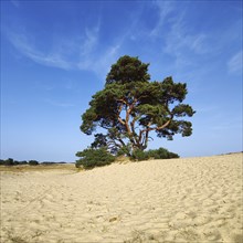 Pine tree in the De Pollen dune landscape, De Hoge Veluwe National Park, Otterlo, province of