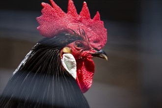 Close-up of a cockerel