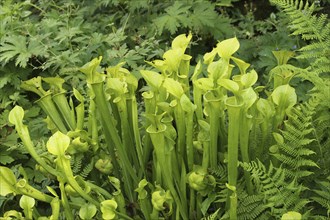 Yellow pitcherplant (Sarracenia flava) carnivorous plant, Vogelpark Walsrode, Lower Saxony,