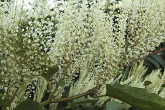 Reynoutria japonica (Reynoutria japonica) male flowers, Allgäu, Bavaria, Germany, Allgäu, Bavaria,