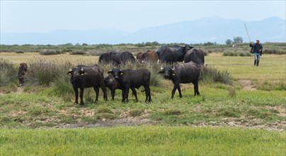 Herd of water buffaloes in a green meadow with a farmer in the background, Glikoneri, Eastern