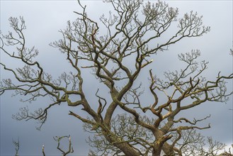 Close-up of a tree marked by the weather, nature photograph, nature photo, Lake District, England,