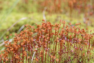 Close up at capsule on Haircap moss (Polytrichum) on the ground