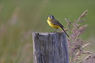 Western yellow wagtail (Motacilla flava), male standing on a wooden post and singing,