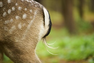 European fallow deer (Dama dama) back, fur, feet, detail, Bavaria, Germany, Europe