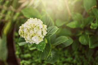 Close up of a hydrangea flower. Hydrangea Magnoliophyta commonly known as Hydrangeas, native to