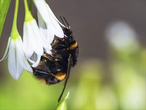 Bumblebee on Three-Cornered Leek, Snowbell, Allium triquetrum in forest at spring time