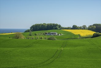 Landscape with farm and green and yellow crops in Sjörup, Ystad Municipality, Skåne County, Sweden,