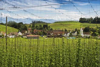 Village and hop gardens, hop growing, hop plantation, Neukirch, near Tettnang, behind the Swiss