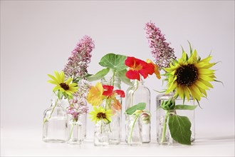 Still life with glasses and garden cress, sunflowers, Germany, Europe