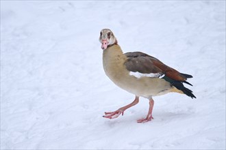 Egyptian goose (Alopochen aegyptiaca) walking in the snow in winter, Bavaria, Germany, Europe