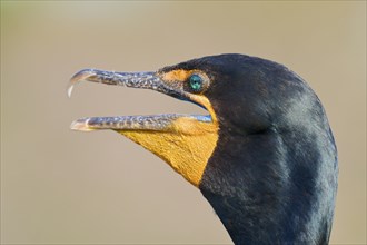 Double-crested cormorant (Phalacrocorax auritus), portrait, in spring, Wakodahatchee Wetlands,